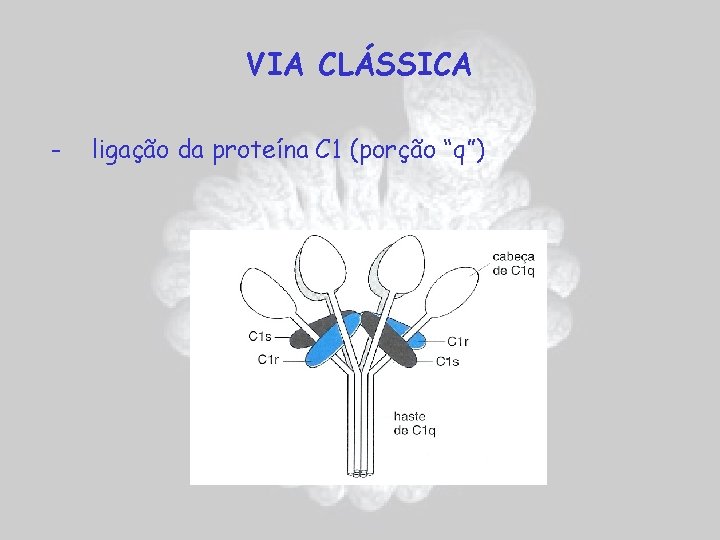 VIA CLÁSSICA - ligação da proteína C 1 (porção “q”) 