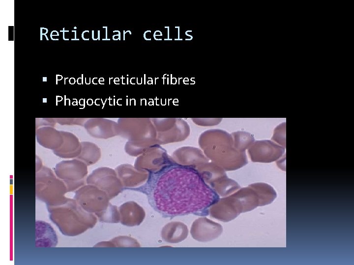 Reticular cells Produce reticular fibres Phagocytic in nature 