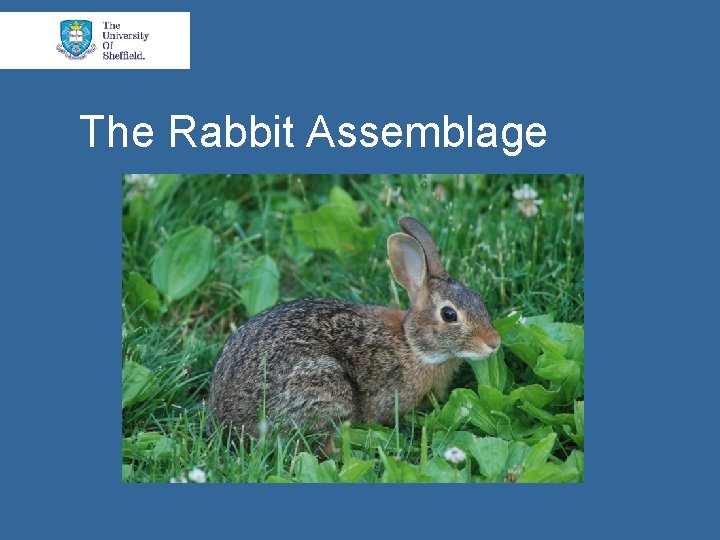 The Rabbit Assemblage 