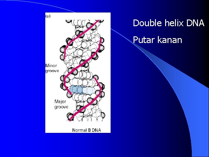 Double helix DNA Putar kanan 