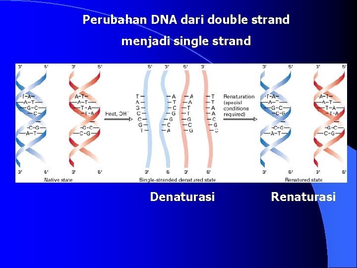 Perubahan DNA dari double strand menjadi single strand Denaturasi Renaturasi 