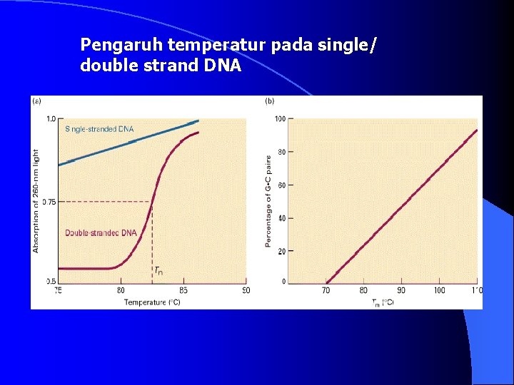 Pengaruh temperatur pada single/ double strand DNA 