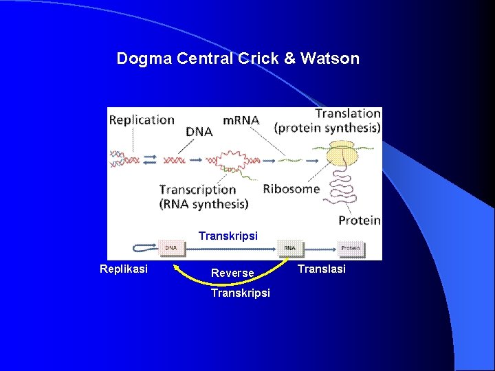 Dogma Central Crick & Watson Transkripsi Replikasi Reverse Transkripsi Translasi 