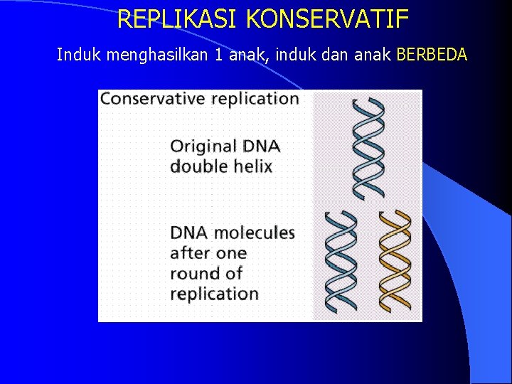 REPLIKASI KONSERVATIF Induk menghasilkan 1 anak, induk dan anak BERBEDA 