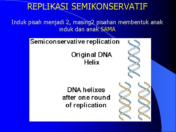 REPLIKASI SEMIKONSERVATIF Induk pisah menjadi 2, masing 2 pisahan membentuk anak induk dan anak