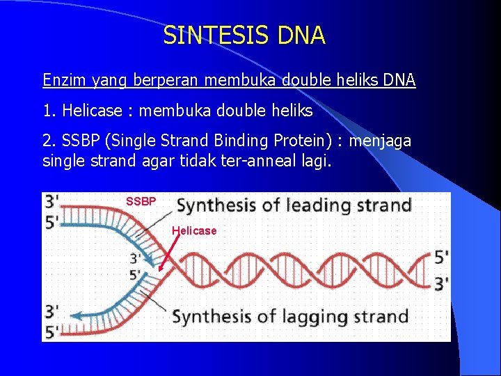 SINTESIS DNA Enzim yang berperan membuka double heliks DNA 1. Helicase : membuka double
