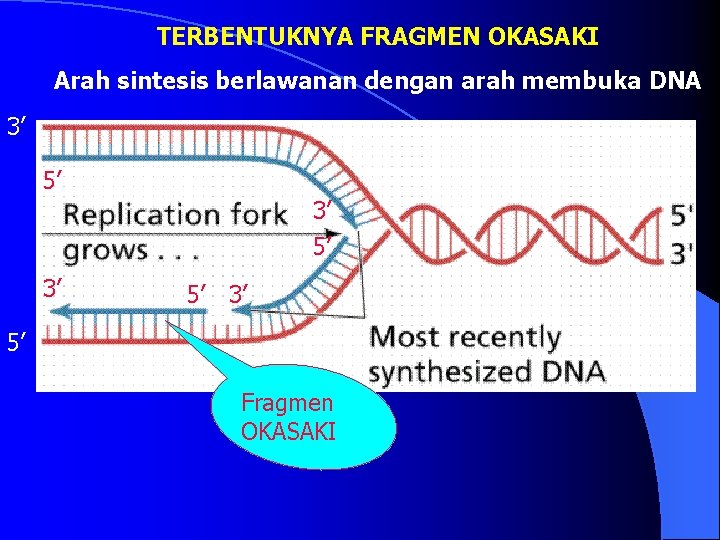 TERBENTUKNYA FRAGMEN OKASAKI Arah sintesis berlawanan dengan arah membuka DNA 3’ 5’ Fragmen OKASAKI