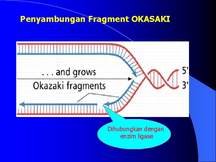 Penyambungan Fragment OKASAKI Dihubungkan dengan enzim ligase 