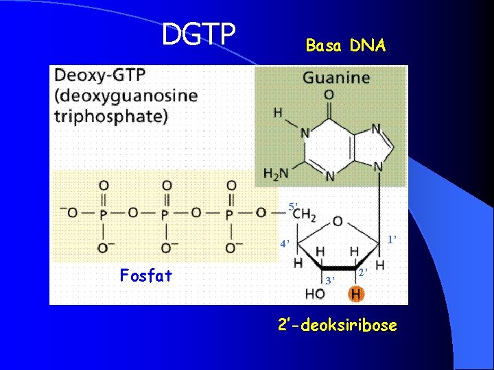 DGTP Basa DNA 5’ 1’ 4’ Fosfat 3’ 2’ 2’-deoksiribose 