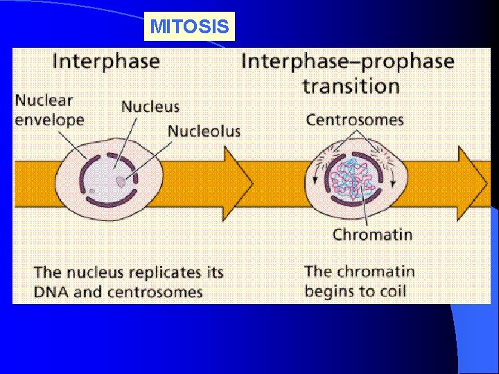 MITOSIS 