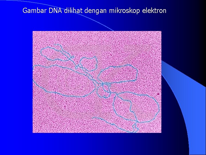 Gambar DNA dilihat dengan mikroskop elektron 