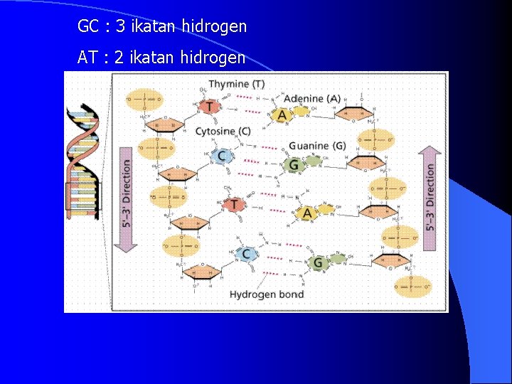 GC : 3 ikatan hidrogen AT : 2 ikatan hidrogen 