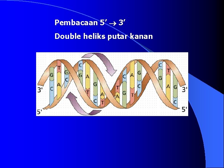 Pembacaan 5’ 3’ Double heliks putar kanan 