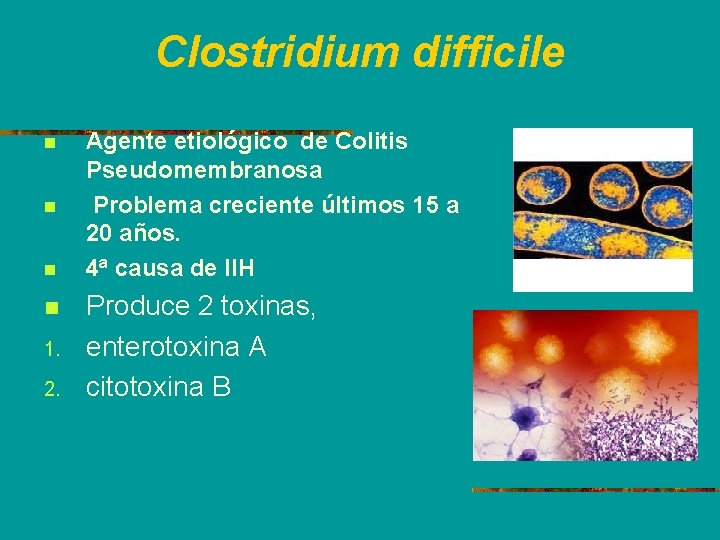 Clostridium difficile n n 1. 2. Agente etiológico de Colitis Pseudomembranosa Problema creciente últimos