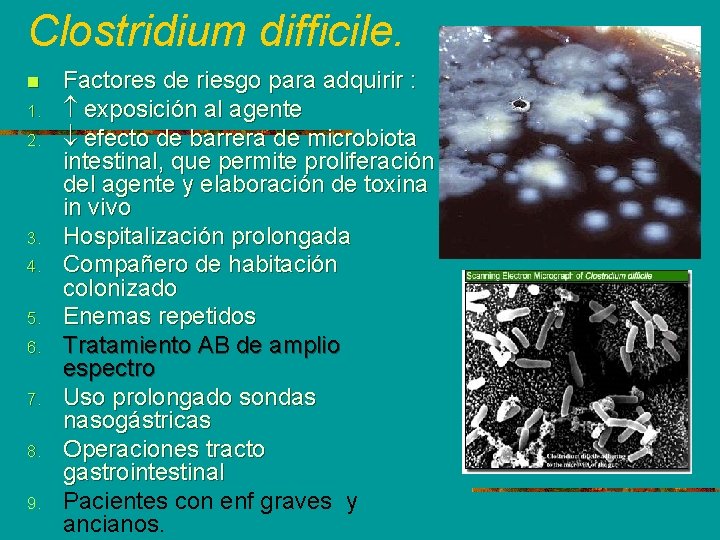 Clostridium difficile. n 1. 2. 3. 4. 5. 6. 7. 8. 9. Factores de