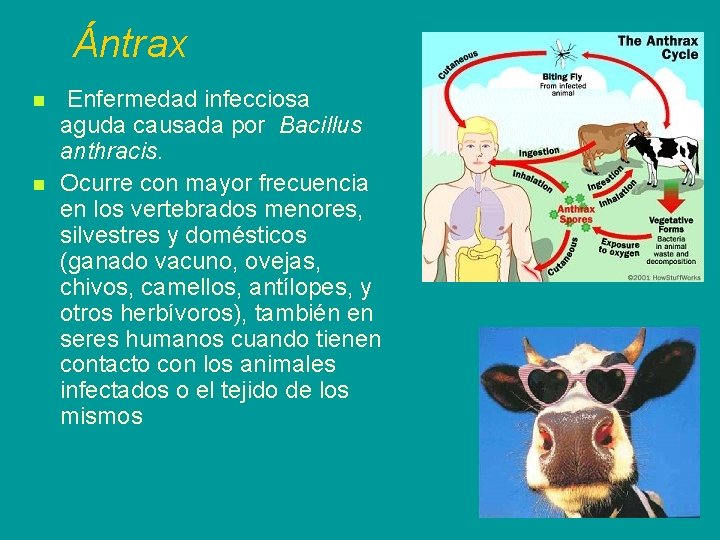 Ántrax n n Enfermedad infecciosa aguda causada por Bacillus anthracis. Ocurre con mayor frecuencia