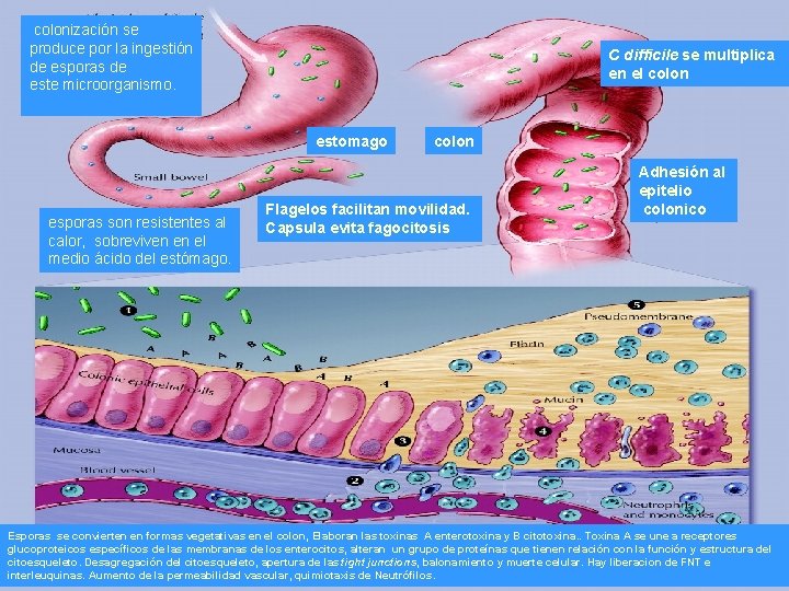  colonización se produce por la ingestión de esporas de este microorganismo. C difficile
