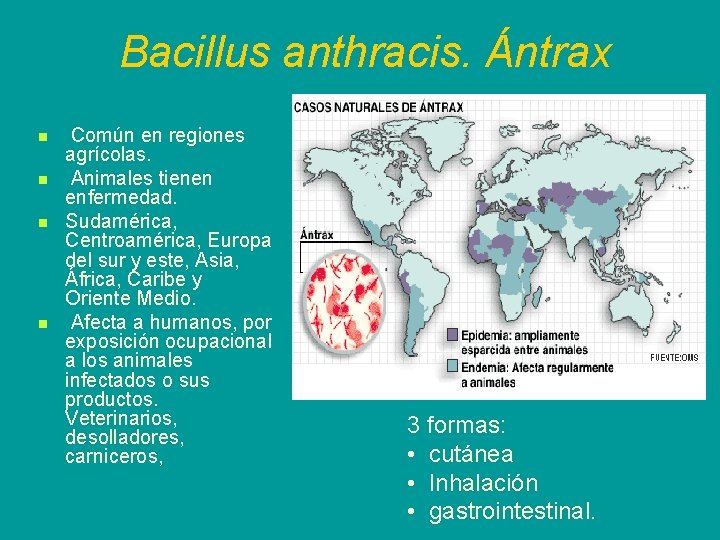 Bacillus anthracis. Ántrax n n Común en regiones agrícolas. Animales tienen enfermedad. Sudamérica, Centroamérica,