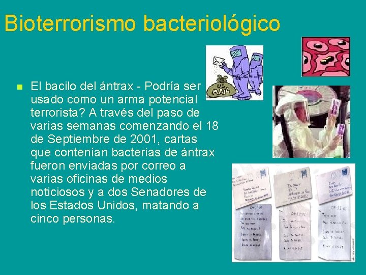 Bioterrorismo bacteriológico n El bacilo del ántrax - Podría ser usado como un arma