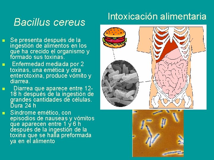 Bacillus cereus n n Se presenta después de la ingestión de alimentos en los