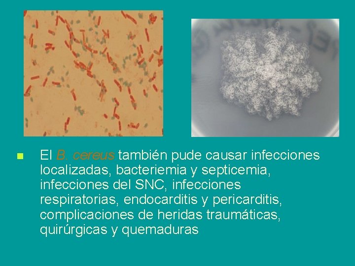 n El B. cereus también pude causar infecciones localizadas, bacteriemia y septicemia, infecciones del