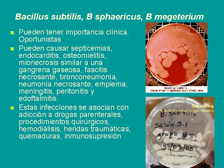 Bacillus subtilis, B sphaericus, B megeterium n n n Pueden tener importancia clínica. Oportunistas
