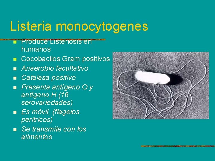 Listeria monocytogenes n n n n Produce Listeriosis en humanos Cocobacilos Gram positivos Anaerobio