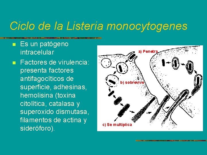 Ciclo de la Listeria monocytogenes n n Es un patógeno intracelular Factores de virulencia: