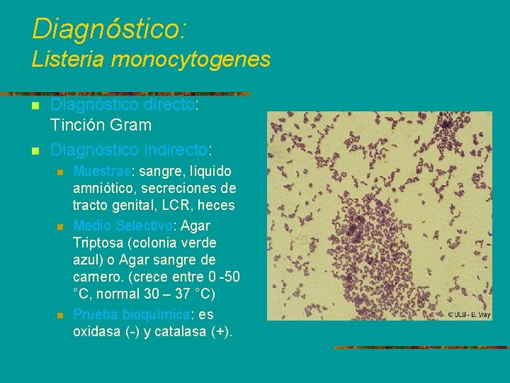 Diagnóstico: Listeria monocytogenes n n Diagnóstico directo: Tinción Gram Diagnóstico indirecto: n n n
