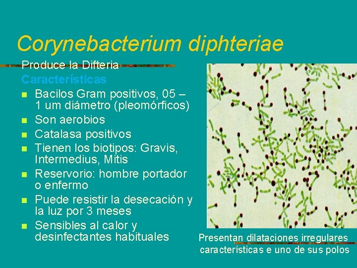 Corynebacterium diphteriae Produce la Difteria Características n Bacilos Gram positivos, 05 – 1 um