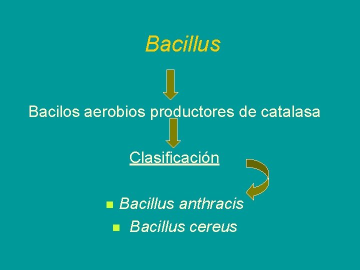 Bacillus Bacilos aerobios productores de catalasa Clasificación Bacillus anthracis n Bacillus cereus n 
