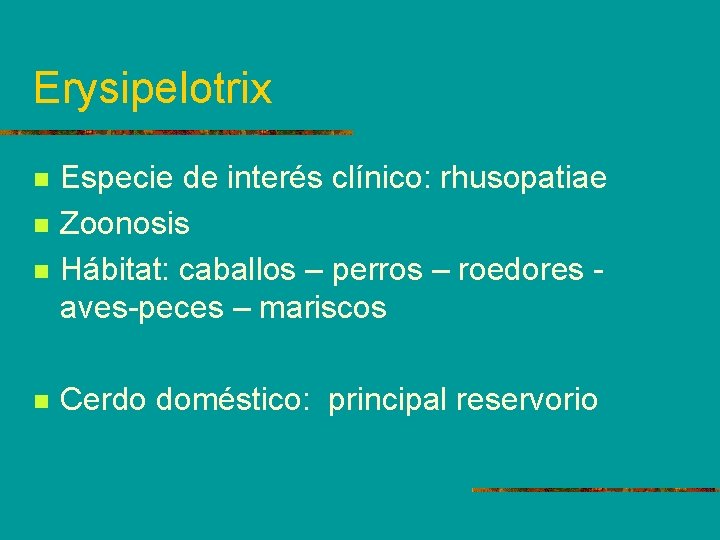 Erysipelotrix n n Especie de interés clínico: rhusopatiae Zoonosis Hábitat: caballos – perros –
