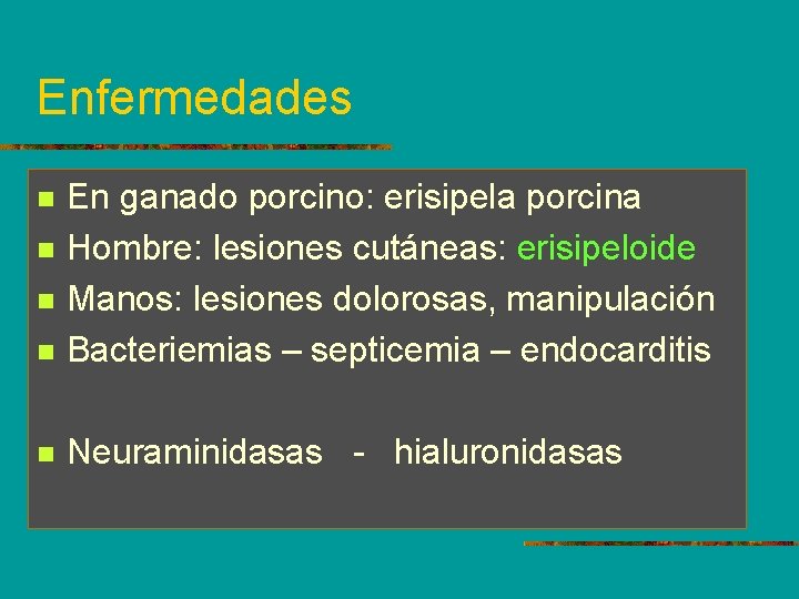 Enfermedades n En ganado porcino: erisipela porcina Hombre: lesiones cutáneas: erisipeloide Manos: lesiones dolorosas,
