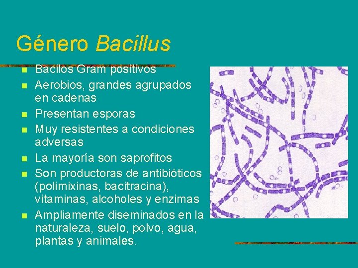 Género Bacillus n n n n Bacilos Gram positivos Aerobios, grandes agrupados en cadenas