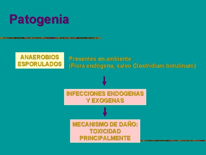 Patogenia ANAEROBIOS ESPORULADOS Presentes en ambiente (Flora endógena, salvo Clostridium botulinum) INFECCIONES ENDOGENAS Y