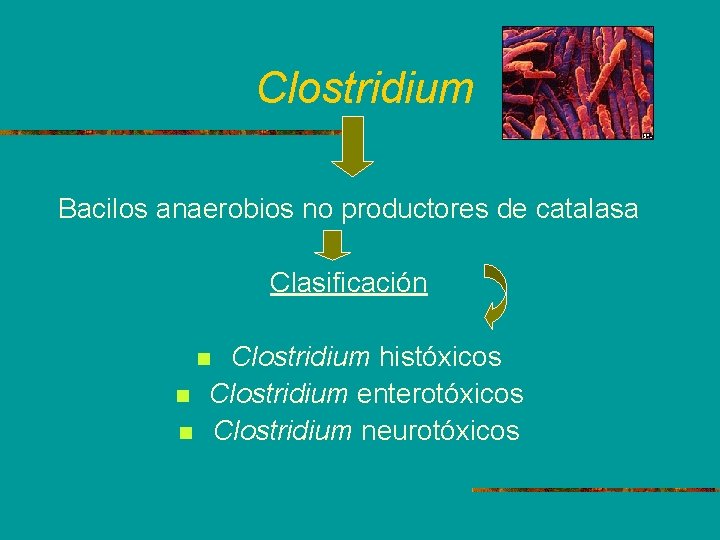 Clostridium Bacilos anaerobios no productores de catalasa Clasificación Clostridium históxicos n Clostridium enterotóxicos n