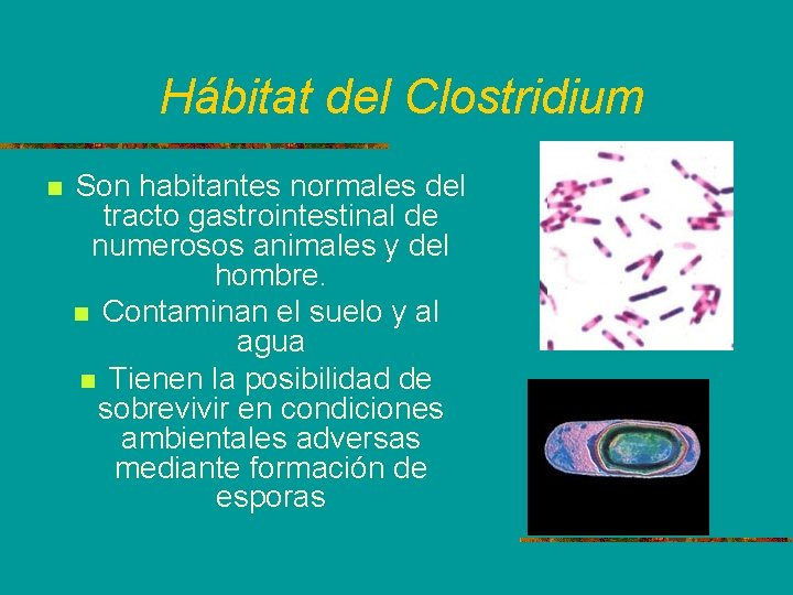 Hábitat del Clostridium n Son habitantes normales del tracto gastrointestinal de numerosos animales y