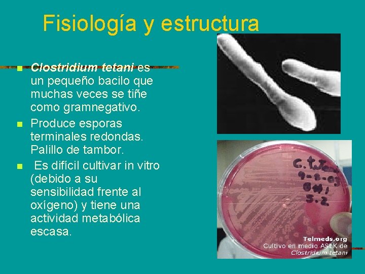 Fisiología y estructura n n n Clostridium tetani es un pequeño bacilo que muchas