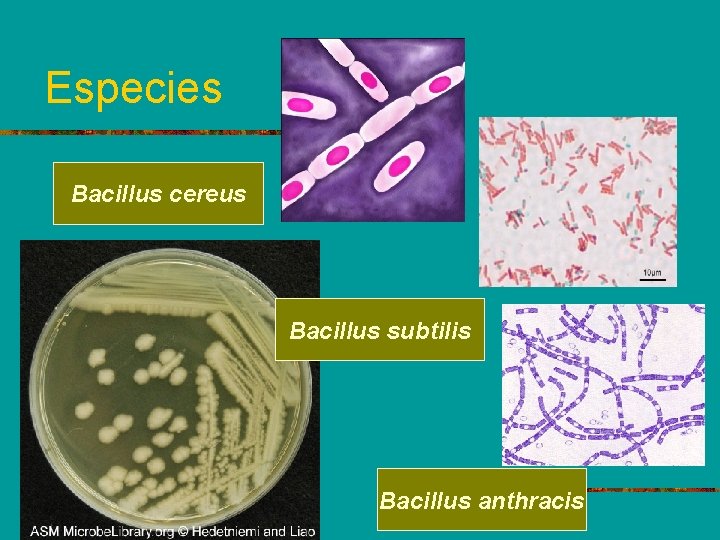 Especies Bacillus cereus Bacillus subtilis Bacillus anthracis 