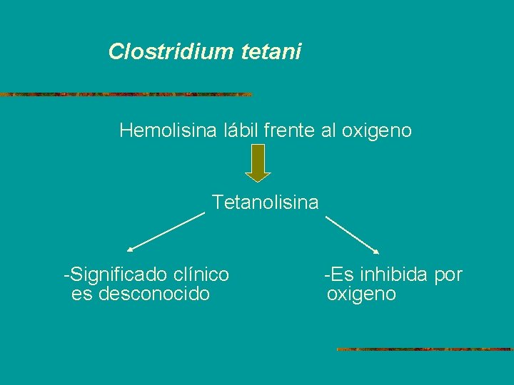 Clostridium tetani Hemolisina lábil frente al oxigeno Tetanolisina -Significado clínico -Es inhibida por es