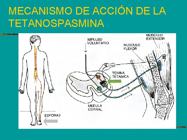 MECANISMO DE ACCIÓN DE LA TETANOSPASMINA 
