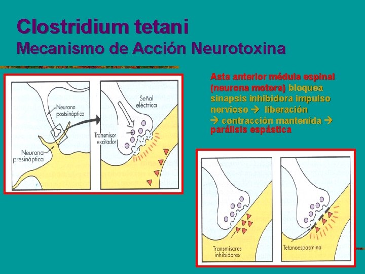 Clostridium tetani Mecanismo de Acción Neurotoxina Asta anterior médula espinal (neurona motora) bloquea sinapsis