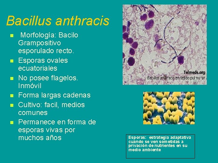 Bacillus anthracis n n n Morfología: Bacilo Grampositivo esporulado recto. Esporas ovales ecuatoriales No
