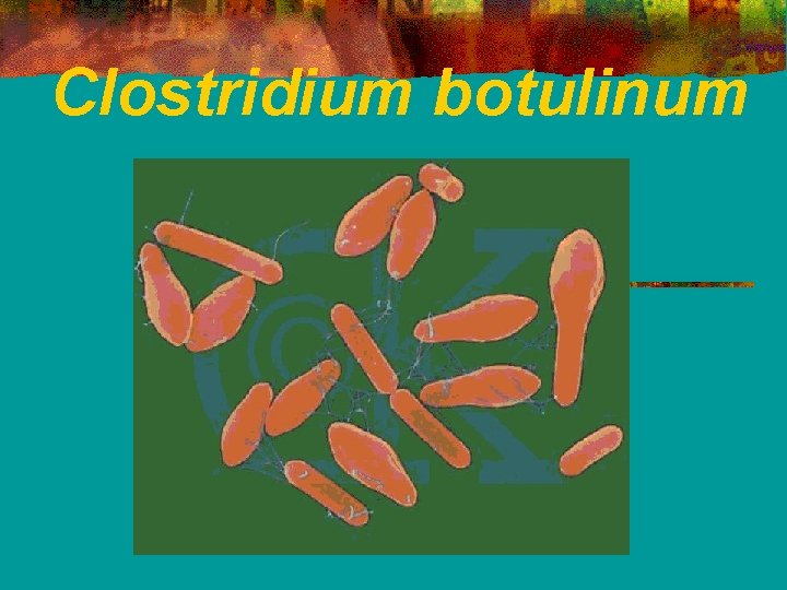Clostridium botulinum 