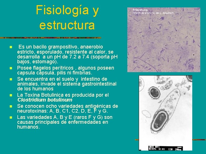 Fisiología y estructura n n n Es un bacilo grampositivo, anaerobio estricto, esporulado, resistente
