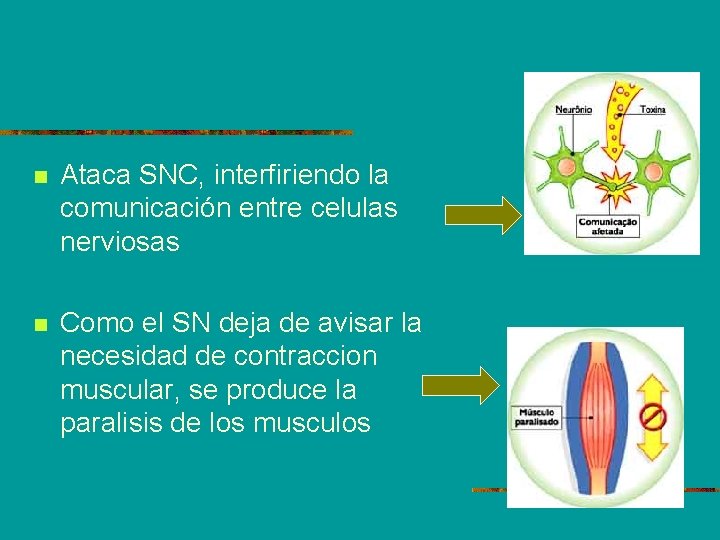 n Ataca SNC, interfiriendo la comunicación entre celulas nerviosas n Como el SN deja