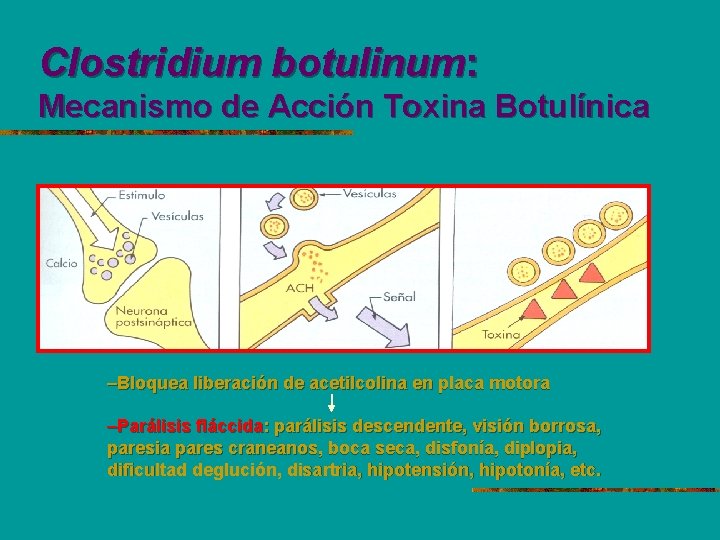 Clostridium botulinum: Mecanismo de Acción Toxina Botulínica –Bloquea liberación de acetilcolina en placa motora