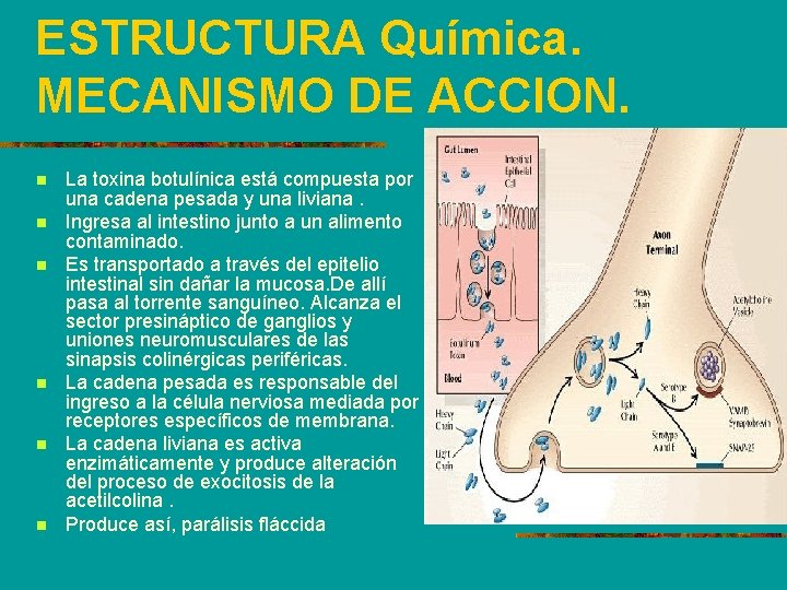 ESTRUCTURA Química. MECANISMO DE ACCION. n n n La toxina botulínica está compuesta por