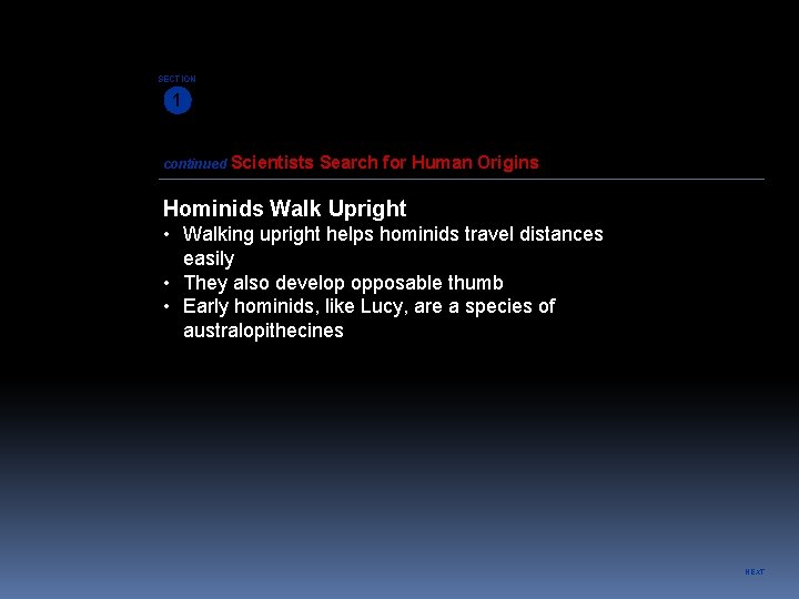 SECTION 1 continued Scientists Search for Human Origins Hominids Walk Upright • Walking upright