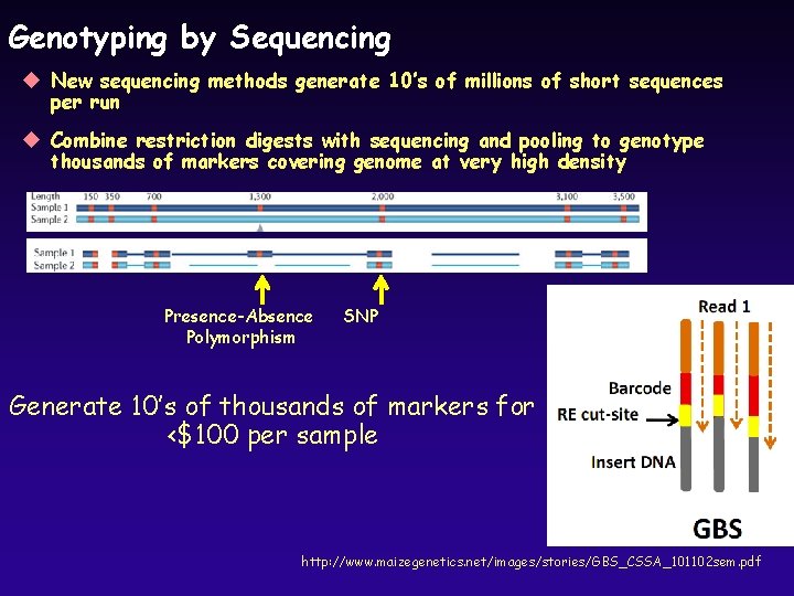 Genotyping by Sequencing u New sequencing methods generate 10’s of millions of short sequences